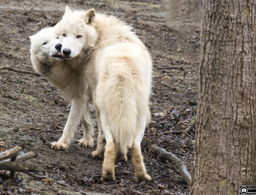 Im Tiergarten