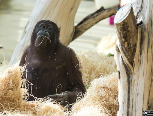 Orang Utan im Stroh