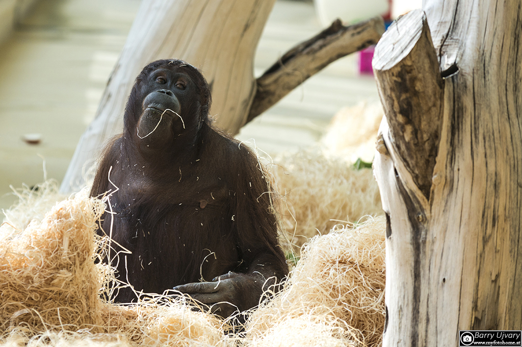 Orang Utan im Stroh