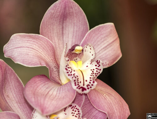 Orchidee