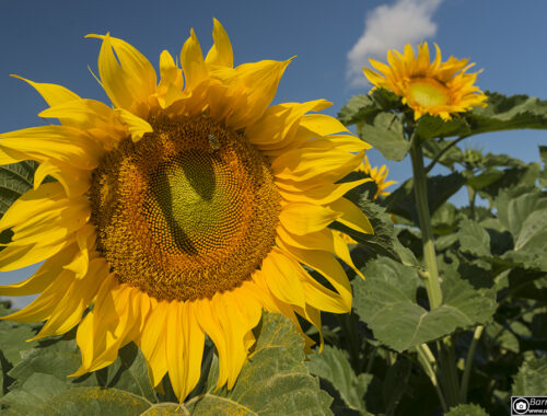 Sonnenblumen