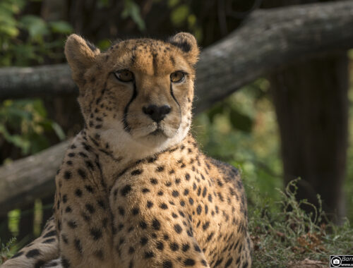 Gepard