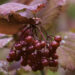 Rote Beeren im Herbst