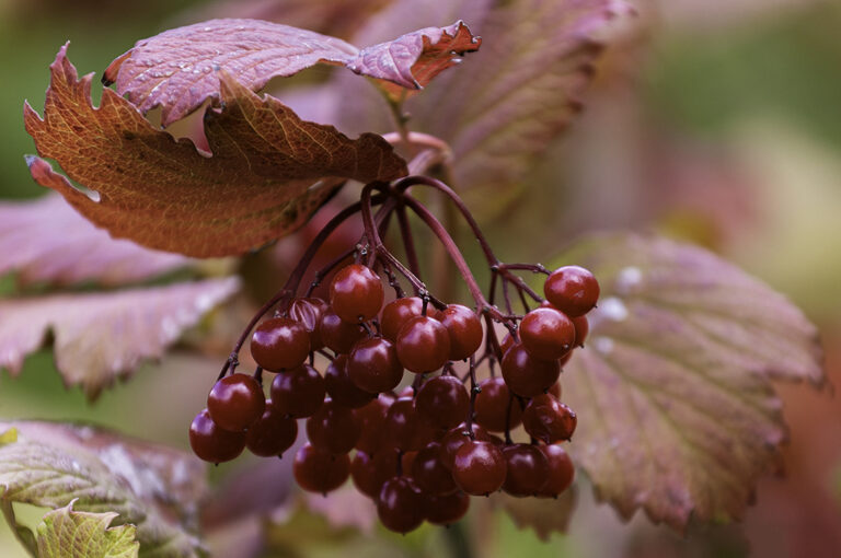 Rote Beeren im Herbst