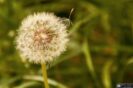 Pusteblume