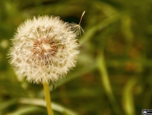 Pusteblume