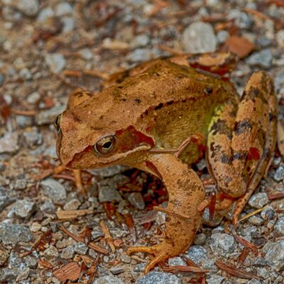 Der Frosch!