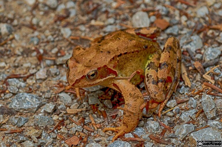 Der Frosch!