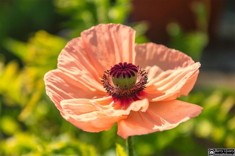 Mohnblume!