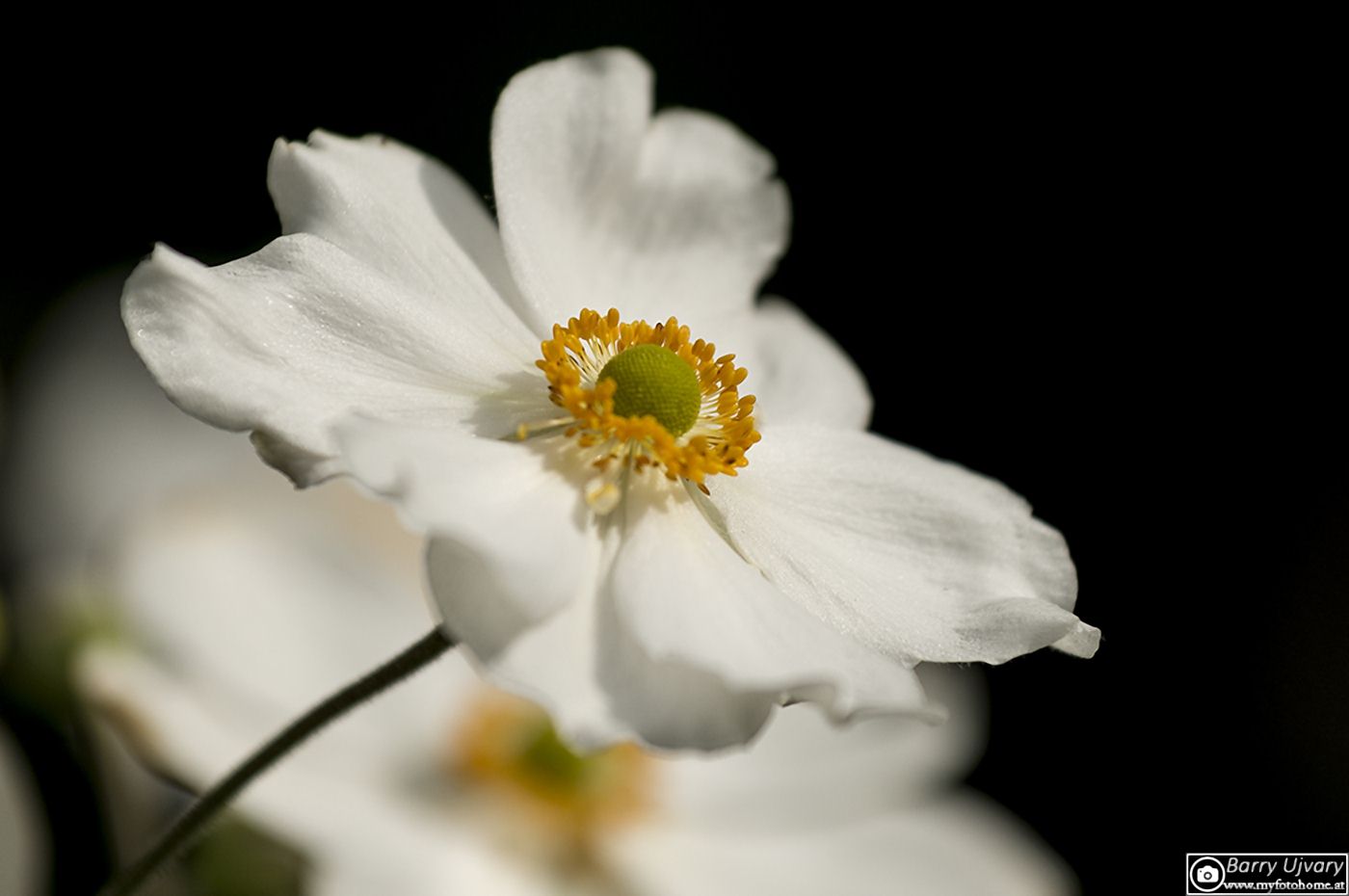 White Flower