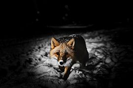 Baden-Fotoaustellung-Fuchs