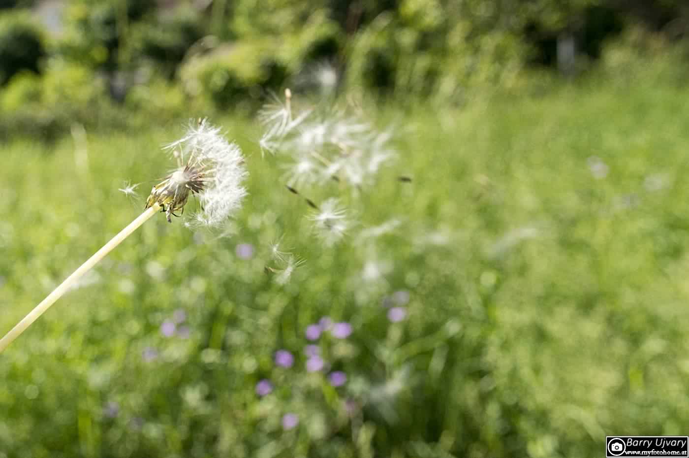 Ein Löwenzahn im Wind