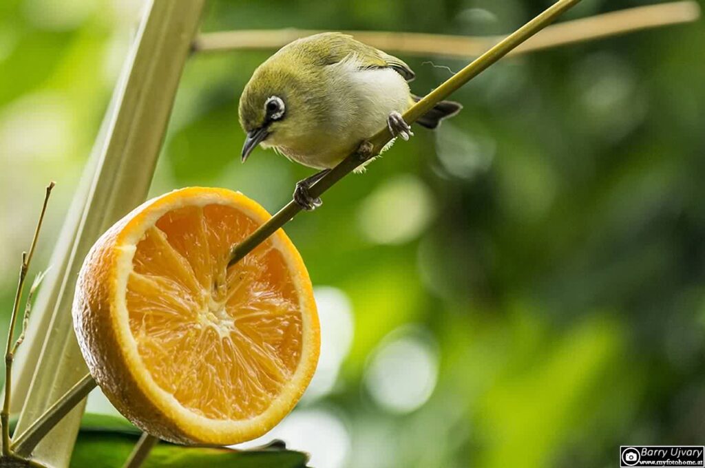 Ein Brillenvogel im Wüstenhaus