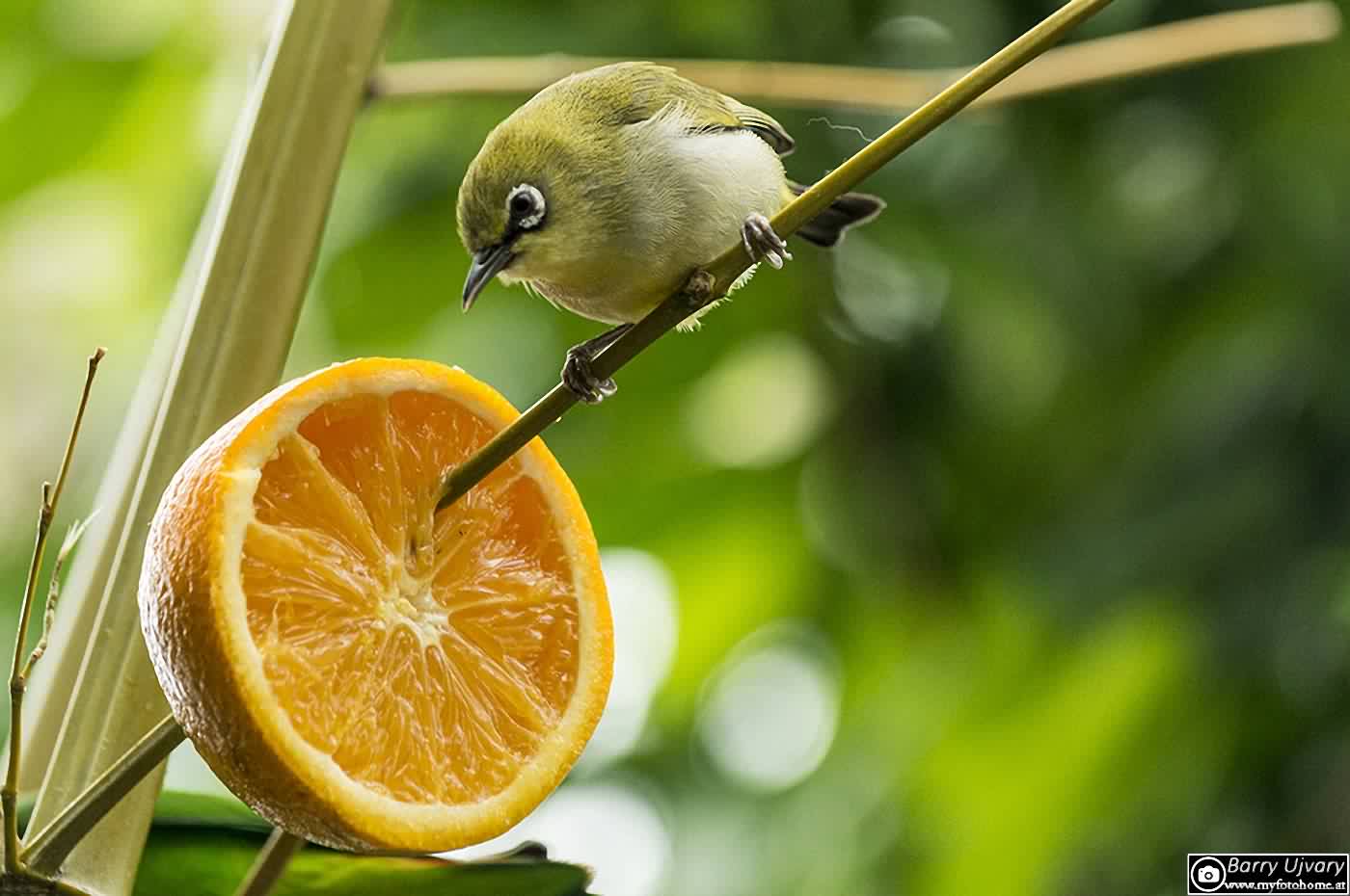 Ein Brillenvogel im Wüstenhaus