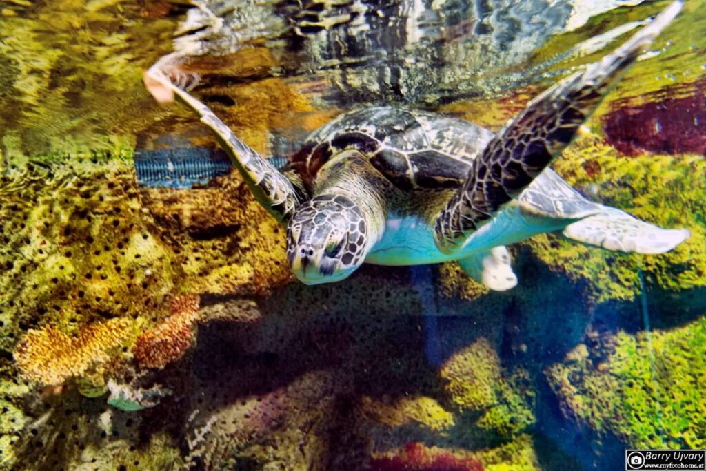 Wasserschildkröte im Haus des Meeres