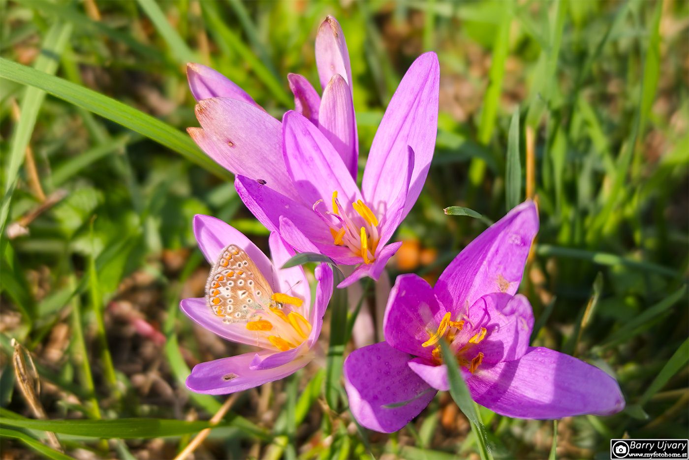 Nahaufnahme von drei violetten Herbstzeitlosen auf einer grünen Wiese mit einem kleinen Schmetterling auf den Blütenblättern.