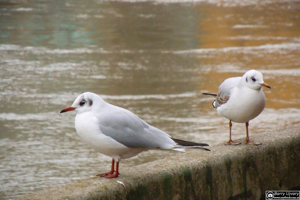 Lachmöwen beim Donaukanal