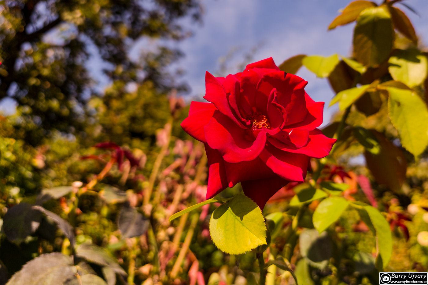 Eine voll erblühte, kräftig rote Rose im Wiener Volksgarten im warmen Sonnenlicht vor einem grün-blauen, unscharfen Hintergrund.