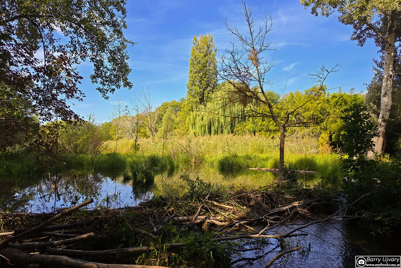 Ein ruhiges Altwasser in der Lobau mit dichten grünen Bäumen, die sich klar im Wasser spiegeln.