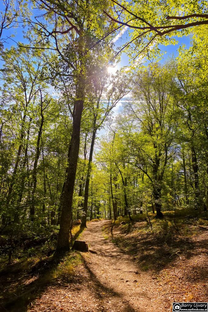 Schöne Lichtstimmung und noch kräftige Farben bei diesem schmalen, naturbelssenen Weg.
