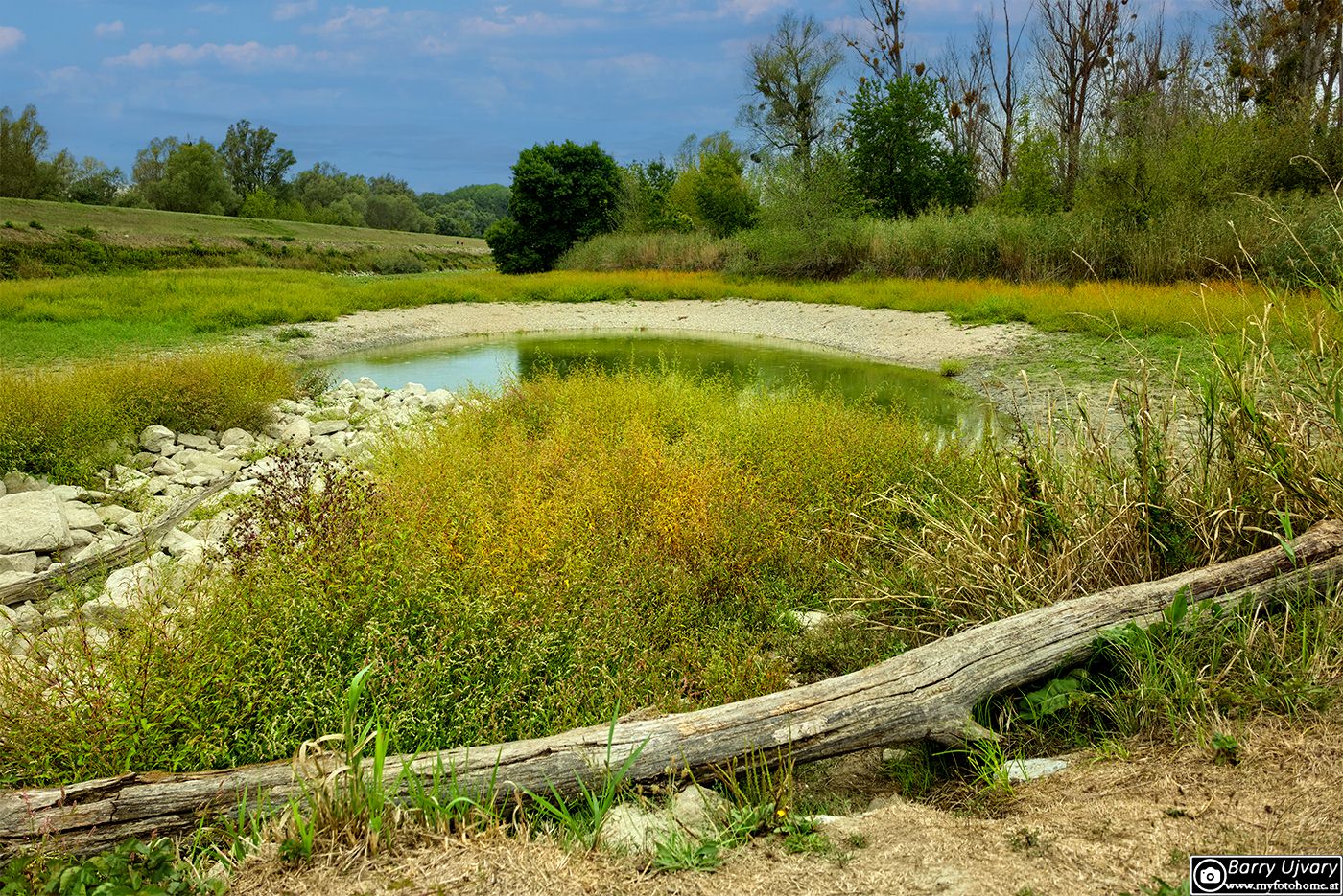 Eine idyllische, grüne Auenlandschaft an einem kleinen Gewässer in den Donauauen bei Schönau mit dichtem Uferbewuchs und einem verwitterten Baumstamm im Vordergrund unter leicht bewölktem Himmel.