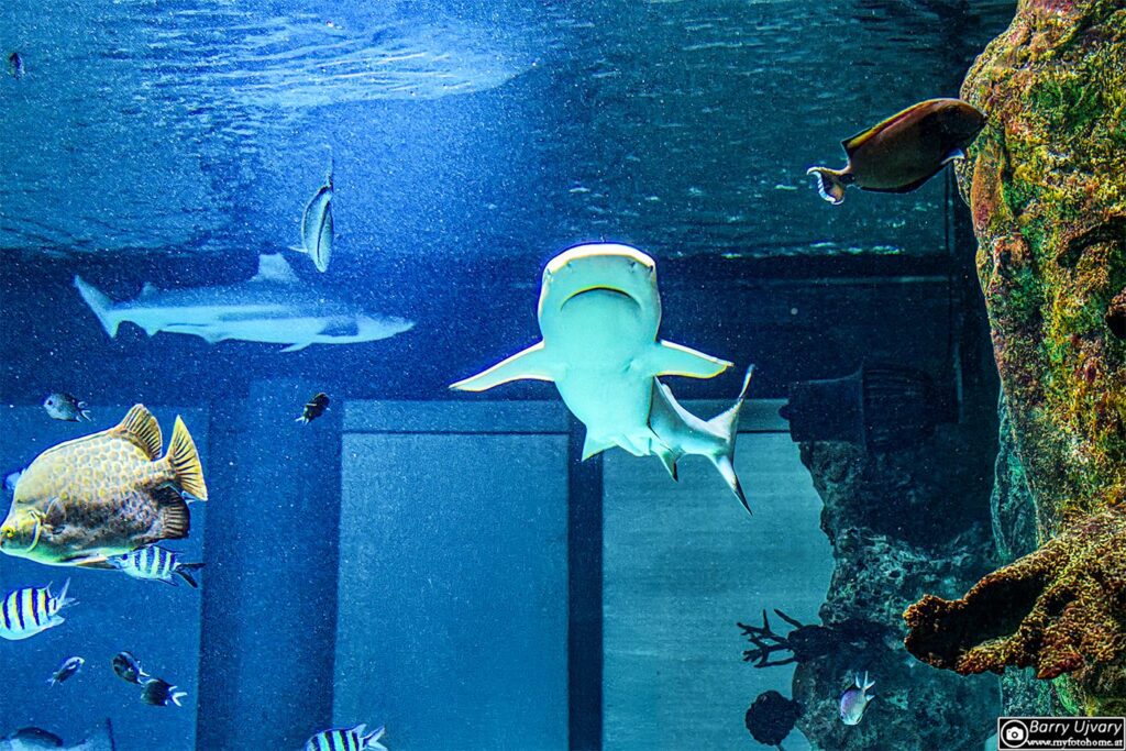 • Das beeindruckende 360° Haiaquarium erlaubt faszinierende Einblicke in die Unterwasserwelt und bietet dynamische Motive für die Kamera.