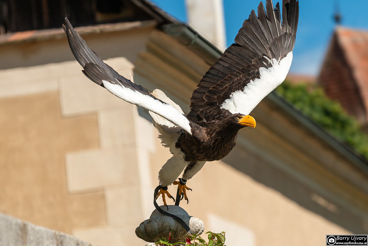 Ein Stellers Seeadler breitet seine Flügel aus und sitzt auf einem Steinpodest während einer Greifvogelschau auf der Rosenburg.