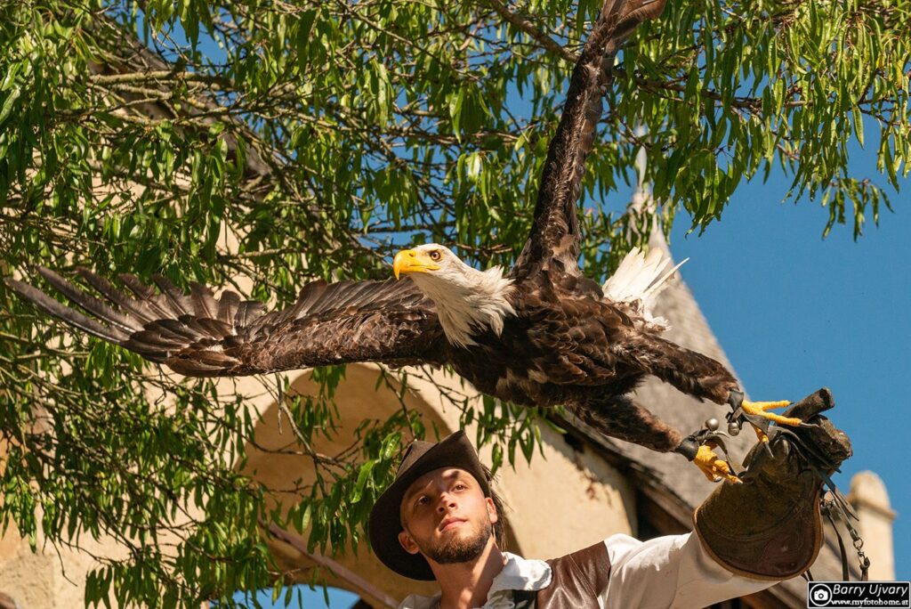 Weißkopfseeadler bei der Greifvogelschau auf der Rosenburg, fotografiert während eines klaren Septembertages im Waldviertel.