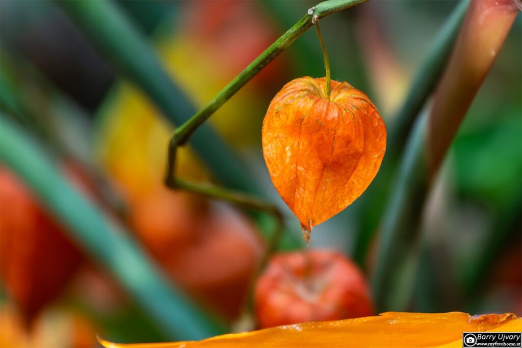 Lampionblume in der Garten Tulln